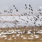 Kangra Bird reservoir- Maa Pitambara Taxi Service